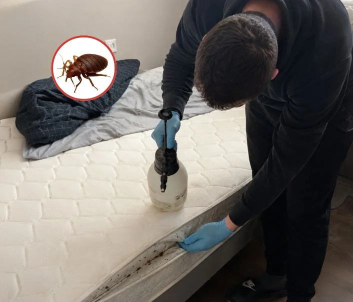Technicien traitant un matelas contre les punaises de lit à Rouvres